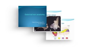 External ear anatomy